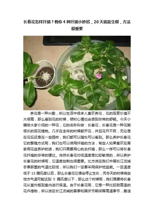 长春花怎样扦插？教你4种扦插小妙招，20天就能生根，方法很重要
