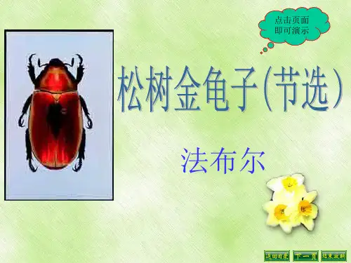 松树金龟子(节选)