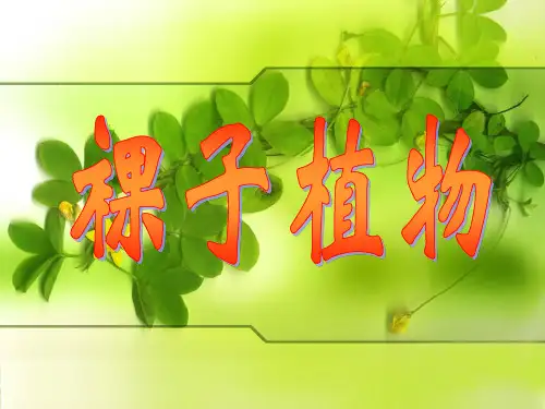 植物的类群-裸子植物
