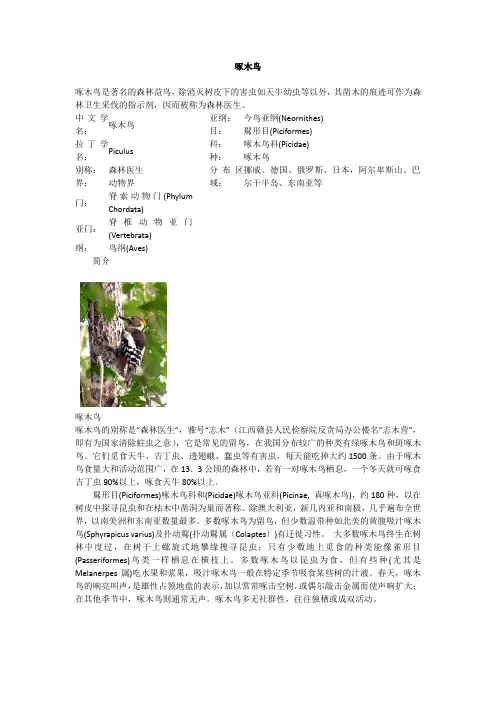 啄木鸟