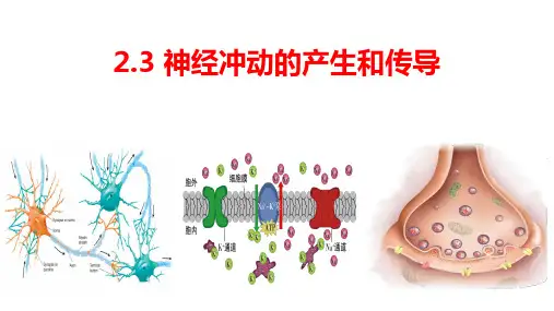 2.3神经冲动的产生和传导