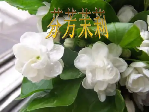 六年级上册音乐课件-茉莉花  (1)｜人音版(简谱)(2014秋)