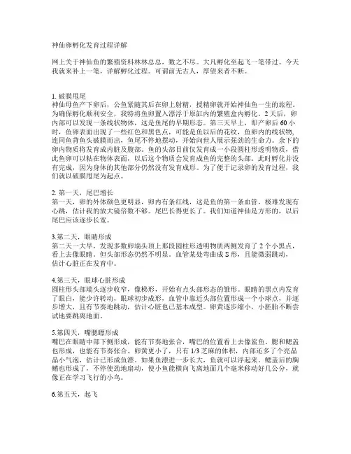 神仙卵孵化发育过程详解