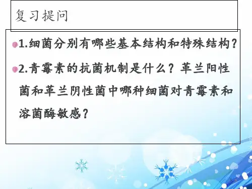 细菌的生长繁殖与代谢  ppt课件