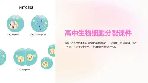 《高中生物细胞分裂课件》