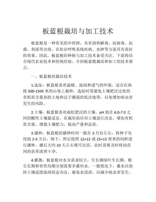 板蓝根栽培与加工技术