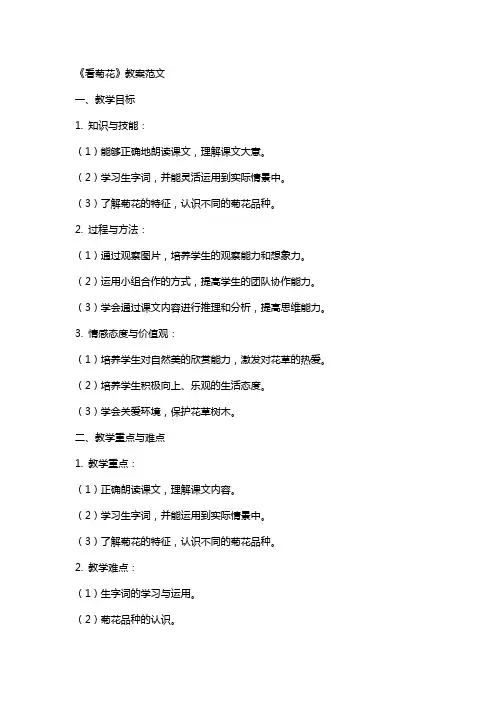 《看菊花》教案范文