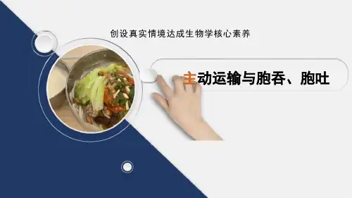 4.2主动运输与胞吞、胞吐(说课课件)-高一上学期生物人教版(2019)必修1.ppt