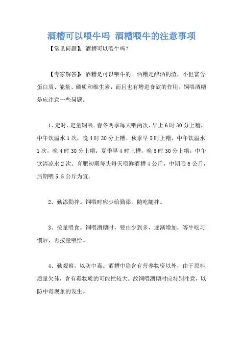 酒糟可以喂牛吗 酒糟喂牛的注意事项