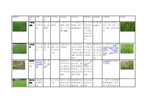植物分类介绍——草坪地被
