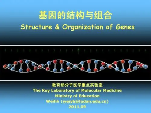 基因的结构和组合