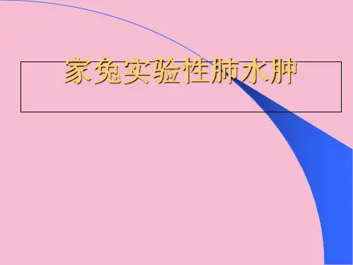 家兔急性肺水肿--ppt课件