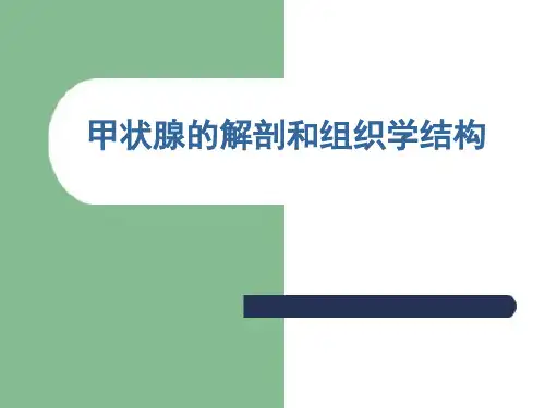 甲状腺解剖及组织学结构