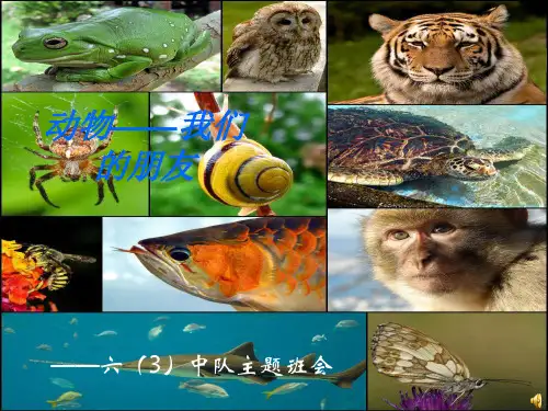 动物——我们的朋友ppt课件
