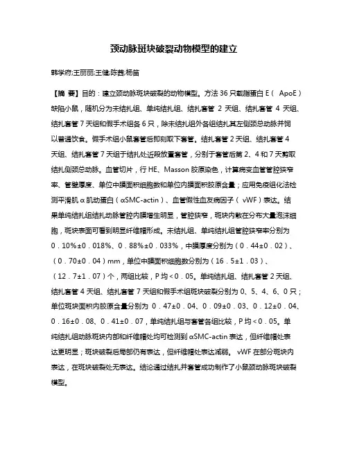 颈动脉斑块破裂动物模型的建立