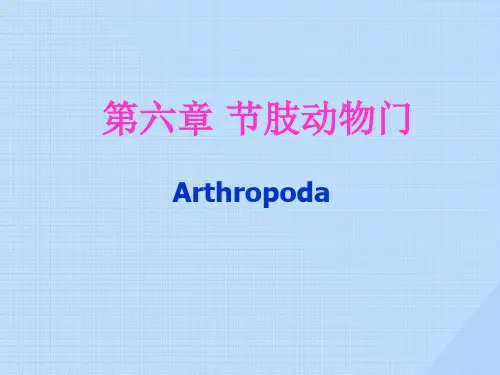 第六章节肢动物门