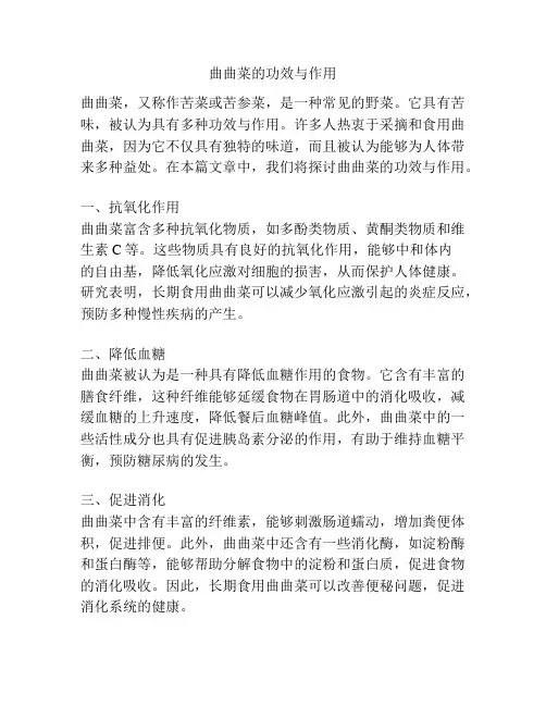 曲曲菜的功效与作用