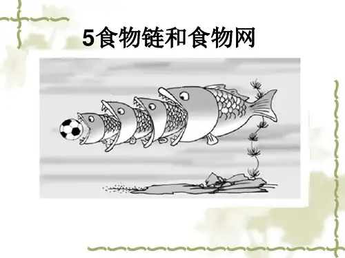 教科版教材《食物链和食物网》精美版1