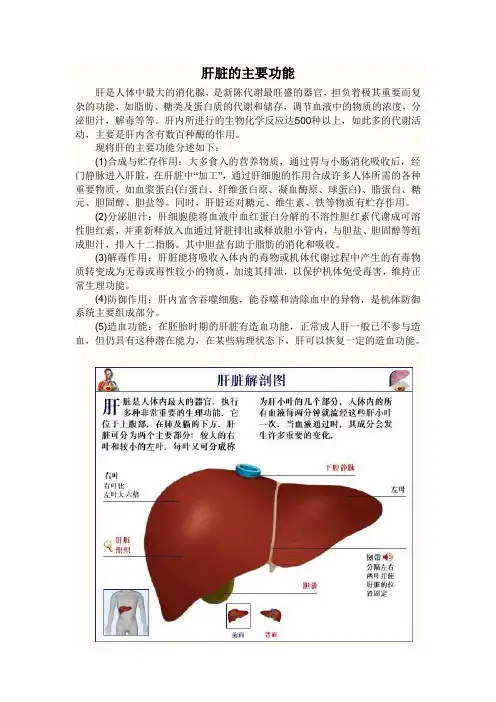 肝脏和清素主要机理