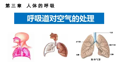 (名师整理)最新人教版生物7年级下册第4单元第3章第1节《呼吸道对空气的处理》市公开课一等奖课件