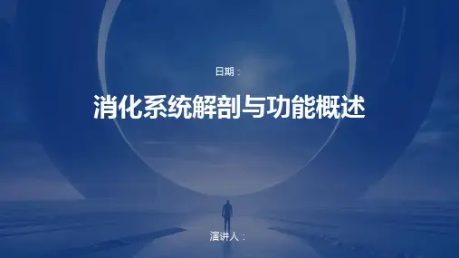 消化系统解剖与功能概述