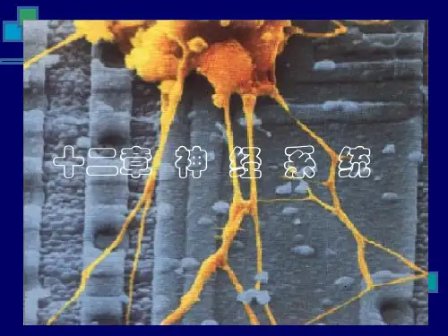 解剖生理学第九章神经系统