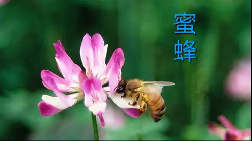 14《蜜蜂》(课件)部编版语文三年级下册