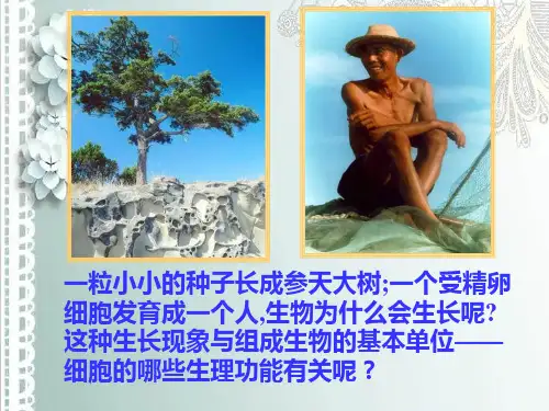 细胞的分裂和分化PPT课件