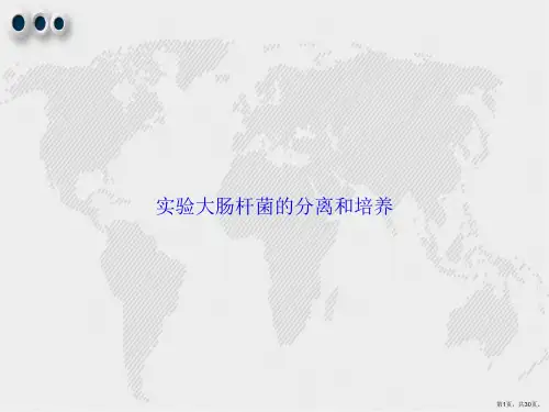 实验大肠杆菌的分离和培养2讲课文档