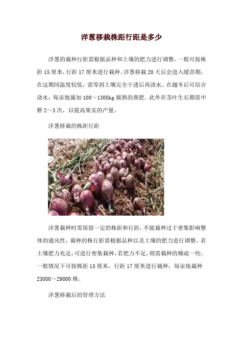 洋葱移栽株距行距是多少