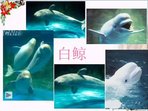 《白鲸》 精品PPT课件(12张)