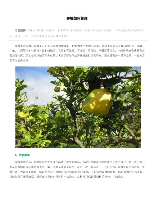 香橼如何管理