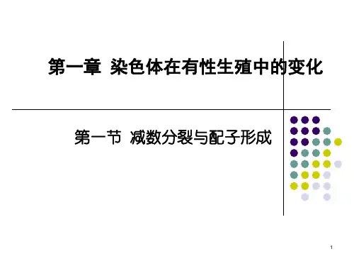 高中生物减数分裂ppt课件