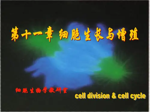 第十一章 细胞生长与增殖