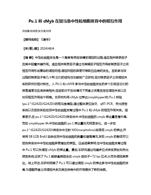 Pu.1和cMyb在斑马鱼中性粒细胞发育中的相互作用