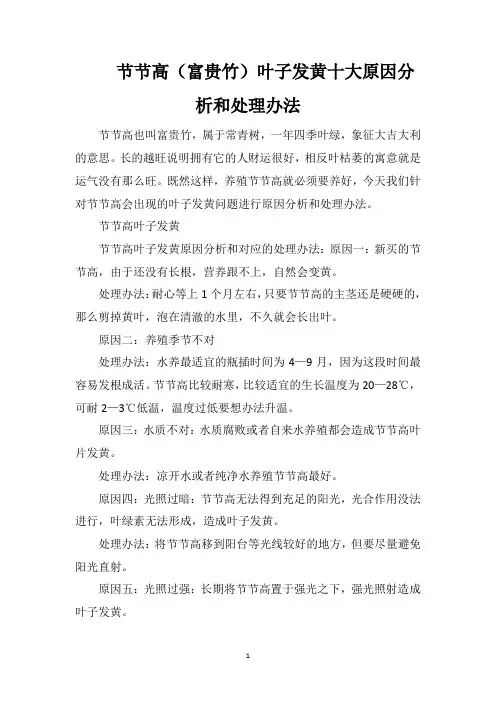 节节高(富贵竹)叶子发黄十大原因分析和处理办法