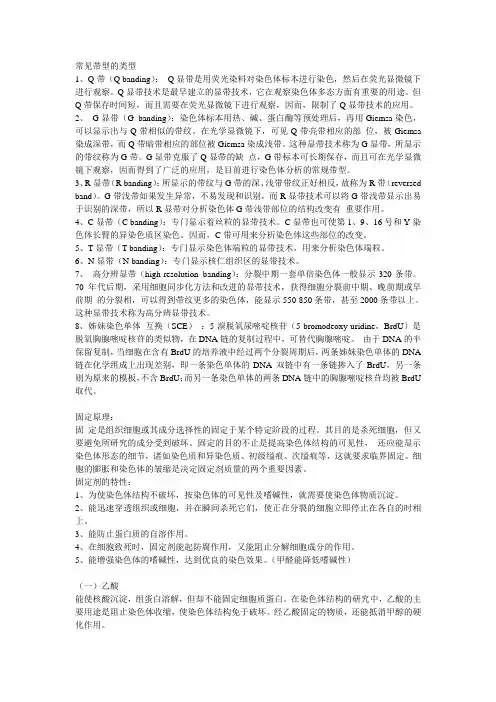 常见带型的类型