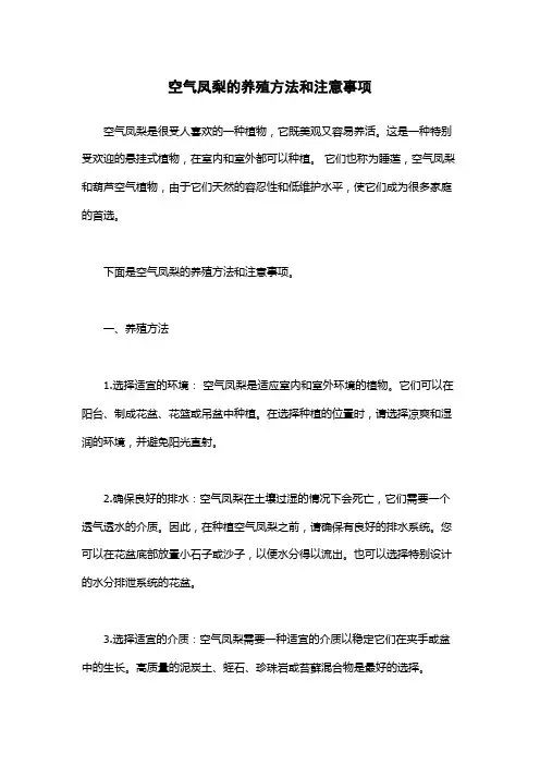 空气凤梨的养殖方法和注意事项