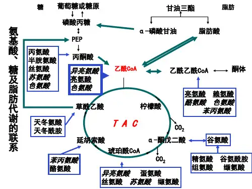 生物化学复习重点