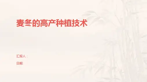 麦冬的高产种植技术