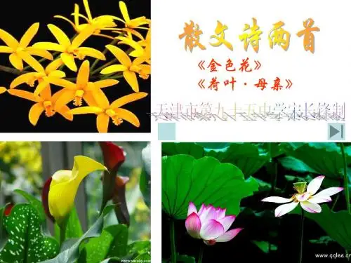 《散文诗两首》(《金色花》《荷叶__母亲》