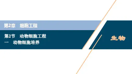高中生物新人教版选择性必修3动物细胞培养(38张)课件