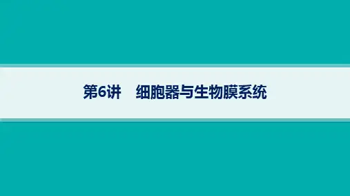2024年人教版高考生物总复习第一部分考点精讲第6讲细胞器与生物膜系统