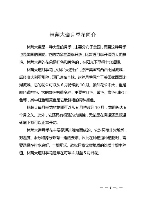 林荫大道月季花简介