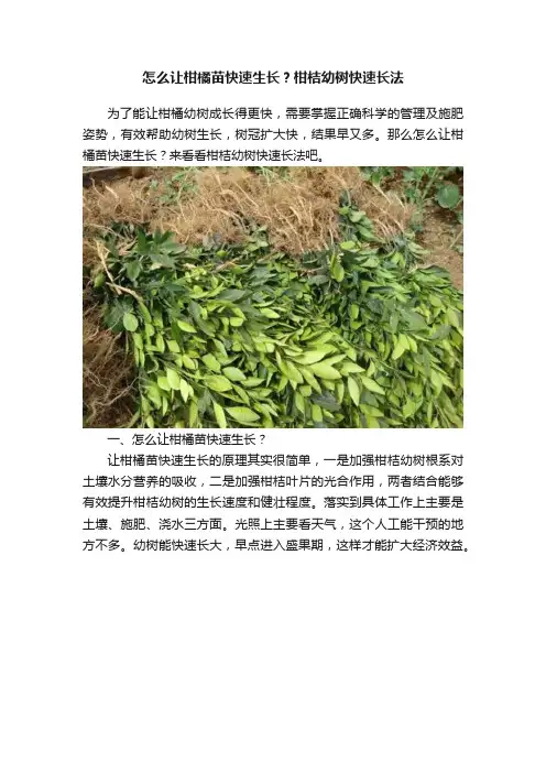 怎么让柑橘苗快速生长？柑桔幼树快速长法