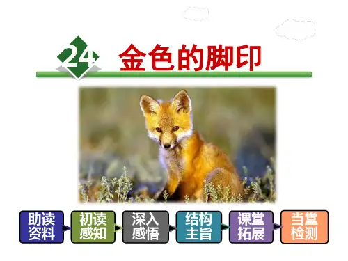 六年级上册语文课件-24.金色的脚印-人教新课标 (共34张PPT)