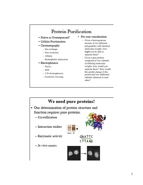 Protein purification