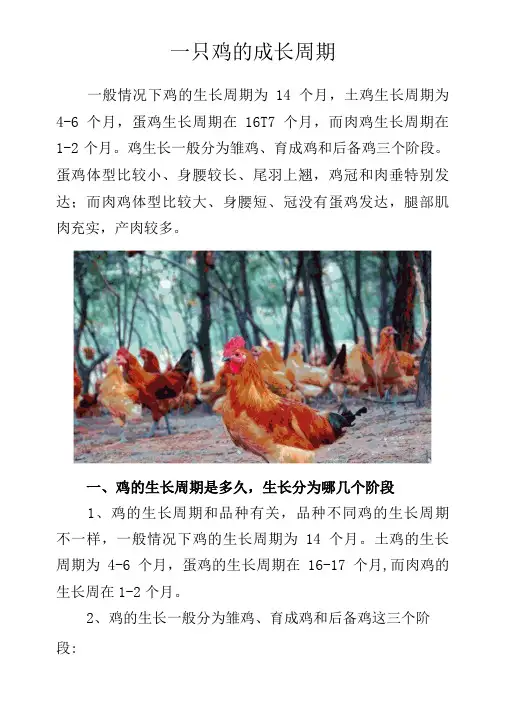 一只鸡的成长周期