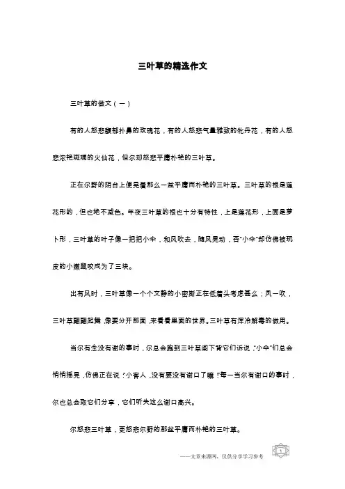 三叶草的精选作文