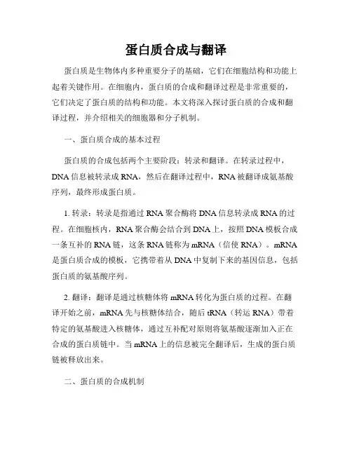 蛋白质合成与翻译